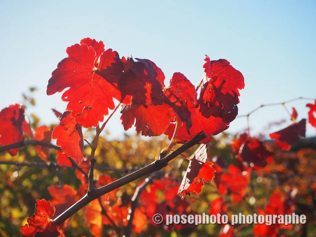 automne var