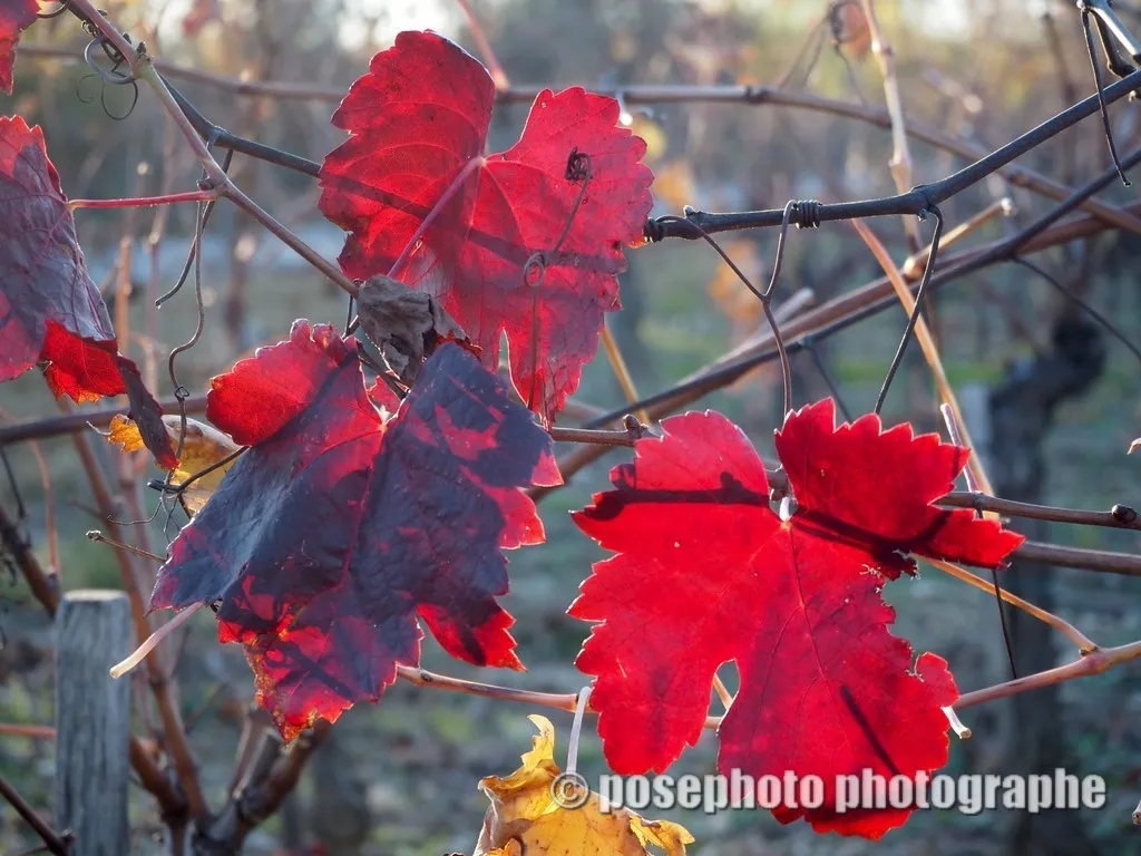 automne var