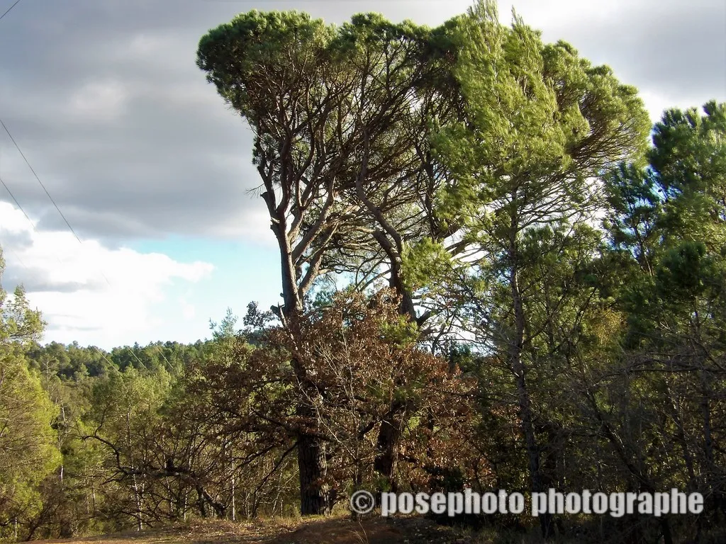 nature var