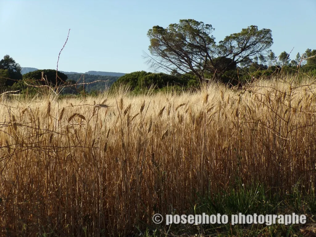paysage var