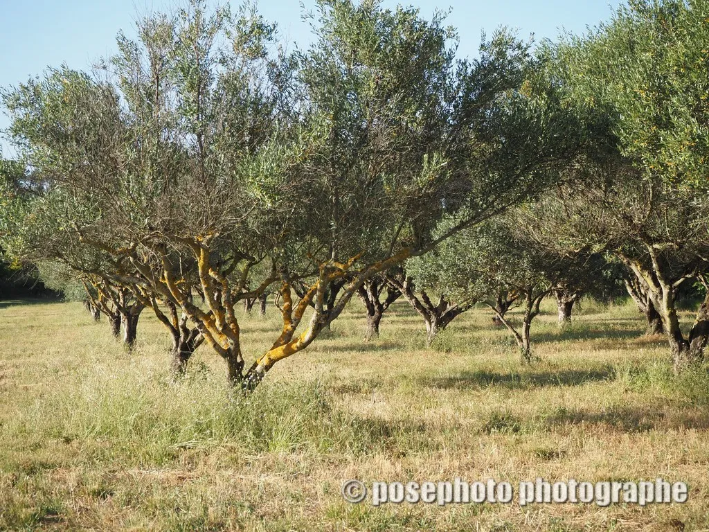 nature var
