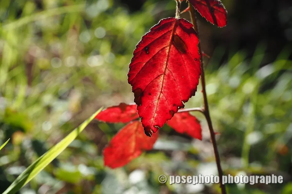 automne var